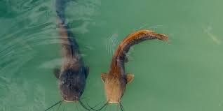 Tanganyika Catfish (Kambale wa Tanganyika)