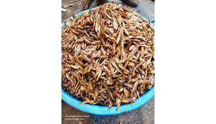 Dried Dagaa (Dagaa ya Mafuta Bukoba)